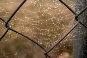 pequeño delicado agua gotas en un araña web en de cerca en un brumoso día foto