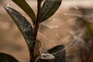 pequeño delicado agua gotas en un araña web en de cerca en un brumoso día foto