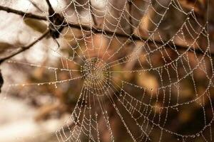 pequeño delicado agua gotas en un araña web en de cerca en un brumoso día foto