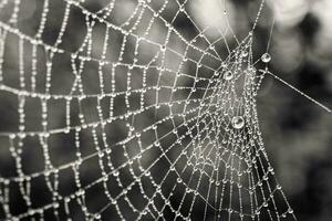 pequeño delicado agua gotas en un araña web en de cerca en un brumoso día foto