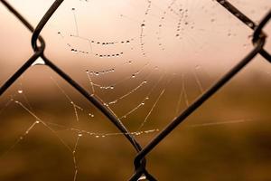 pequeño delicado agua gotas en un araña web en de cerca en un brumoso día foto