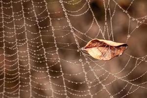 pequeño delicado agua gotas en un araña web en de cerca en un brumoso día foto