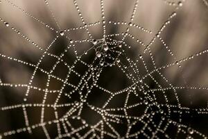 pequeño delicado agua gotas en un araña web en de cerca en un brumoso día foto