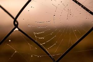 pequeño delicado agua gotas en un araña web en de cerca en un brumoso día foto