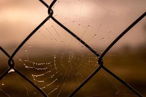 pequeño delicado agua gotas en un araña web en de cerca en un brumoso día foto