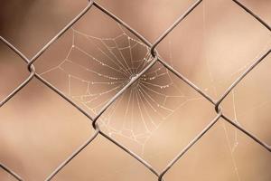 pequeño delicado agua gotas en un araña web en de cerca en un brumoso día foto