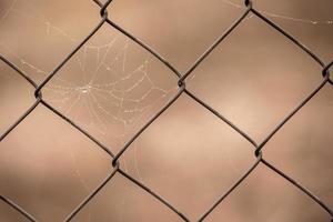 pequeño delicado agua gotas en un araña web en de cerca en un brumoso día foto