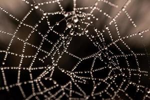 little delicate water drops on a spider web in close-up on a foggy day photo