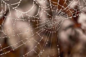 pequeño delicado agua gotas en un araña web en de cerca en un brumoso día foto