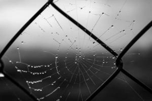 little delicate water drops on a spider web in close-up on a foggy day photo