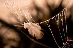 pequeño delicado agua gotas en un araña web en de cerca en un brumoso día foto