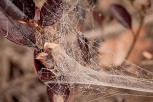 pequeño delicado agua gotas en un araña web en de cerca en un brumoso día foto