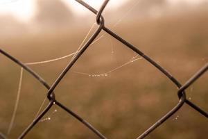 little delicate water drops on a spider web in close-up on a foggy day photo