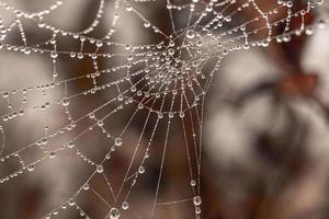 pequeño delicado agua gotas en un araña web en de cerca en un brumoso día foto