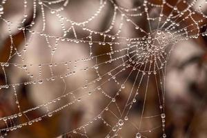 pequeño delicado agua gotas en un araña web en de cerca en un brumoso día foto