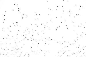 background flock of black birds in the sky isolated texture for artwork photo