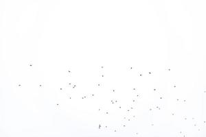 background flock of black birds in the sky isolated texture for artwork photo