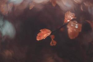 brown autumn leaves with small water drops with bokeh photo