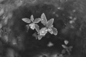 brown autumn leaves with small water drops with bokeh photo