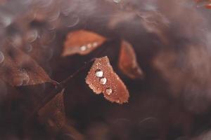 brown autumn leaves with small water drops with bokeh photo