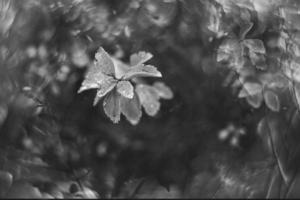 brown autumn leaves with small water drops with bokeh photo