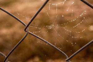 pequeño delicado agua gotas en un araña web en de cerca en un brumoso día foto