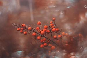 autumn bush with red fruits with bokeh close-up photo