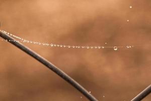 little delicate water drops on a spider web in close-up on a foggy day photo