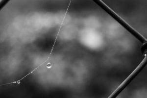 little delicate water drops on a spider web in close-up on a foggy day photo