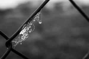 little delicate water drops on a spider web in close-up on a foggy day photo