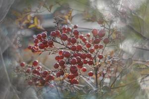 rojo ornamental frutas en el vino en otoño día en puesta de sol y bokeh ligero foto