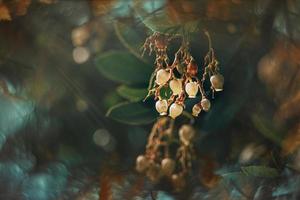 l white small autumn flowers on a tree close-up in a natural environment photo