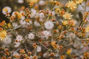 beautiful little delicate autumn flowers in the garden on a background with bokeh photo