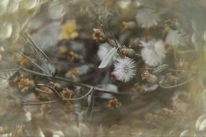 beautiful little delicate autumn flowers in the garden on a background with bokeh photo