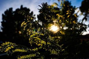 warm rays of the setting sun shining through the twig with green leaves photo