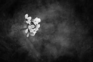 little delicate autumn flowers in the garden on a background with bokeh photo