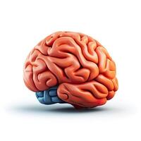 3D design of human brain over white background. . photo