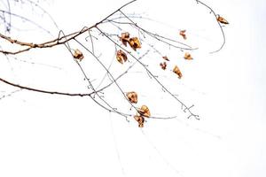 delicate golden autumn leaf on a light background in minimalism closeup photo