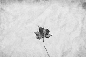 delicate golden autumn leaf on a light background in minimalism closeup photo