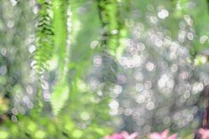 Blurry and bokeh of nature background. photo