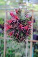 Tillandsia or airplant a epiphyte growing on branch. photo