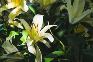 Beautiful white lily flower in botanic garden floral decoration photo