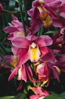 Cymbidium orchids flower in botanic garden floral decoration. photo
