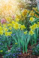 Blossoming of yellow narcissus flowers,select focus. photo