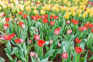 Beautiful red tulips in a floral garden . select focus and photo