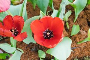 hermosa rojo tulipanes en un floral jardín . Seleccione atención y foto