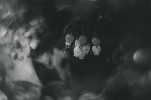 l white small autumn flowers on a tree close-up in a natural environment photo