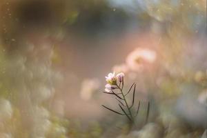 little delicate autumn flowers in the garden on a background with bokeh photo