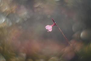 little delicate autumn flowers in the garden on a background with bokeh photo