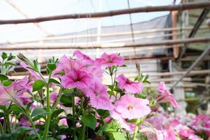 Pink flowers Plant in pot at garden . photo